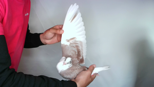 Pigeon image