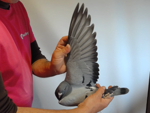 Pigeon image