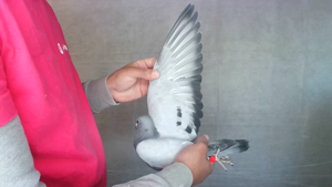 Pigeon image