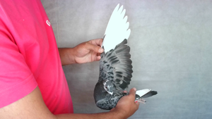 Pigeon image