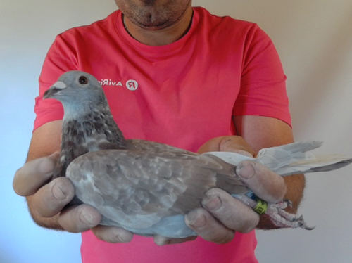 Pigeon image
