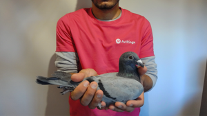 Pigeon image