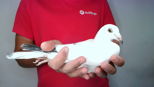 Pigeon image