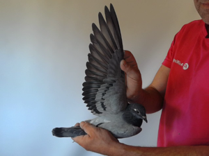 Pigeon image