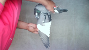 Pigeon image