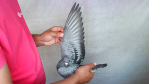 Pigeon image