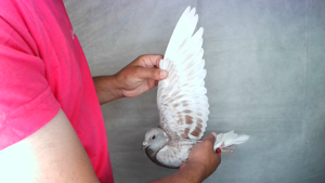 Pigeon image