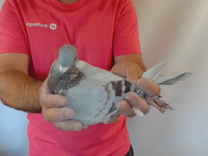 Pigeon image