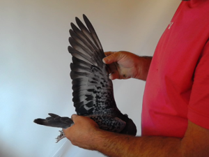 Pigeon image