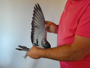 Pigeon image
