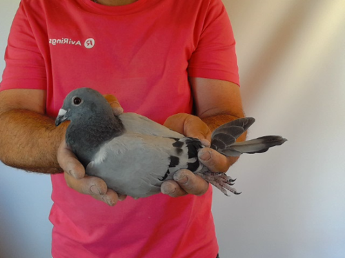 Pigeon image