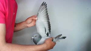 Pigeon image