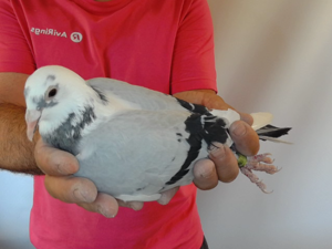 Pigeon image