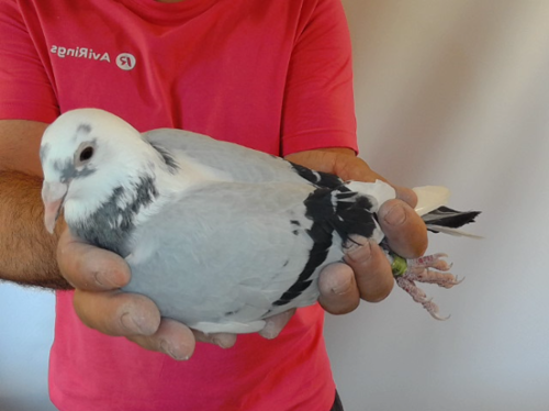 Pigeon image