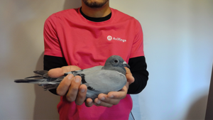 Pigeon image