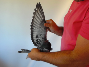 Pigeon image