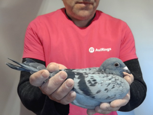 Pigeon image