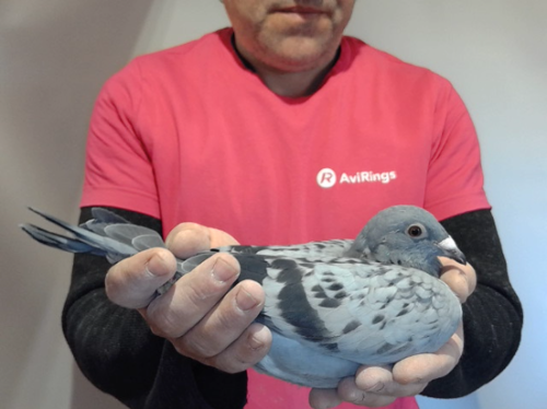 Pigeon image