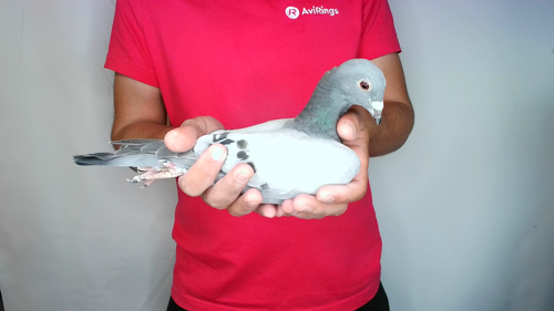 Pigeon image