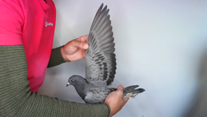 Pigeon image