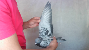 Pigeon image