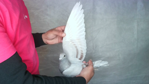 Pigeon image