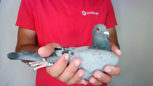 Pigeon image