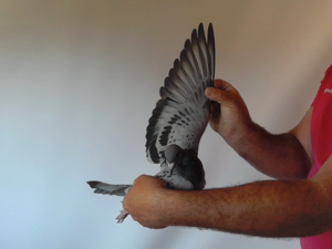 Pigeon image