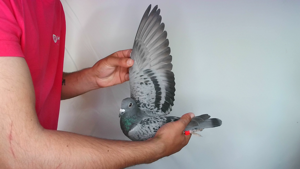 Pigeon image
