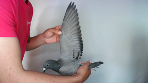 Pigeon image