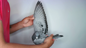 Pigeon image