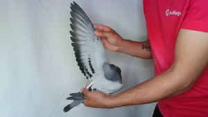 Pigeon image