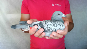 Pigeon image