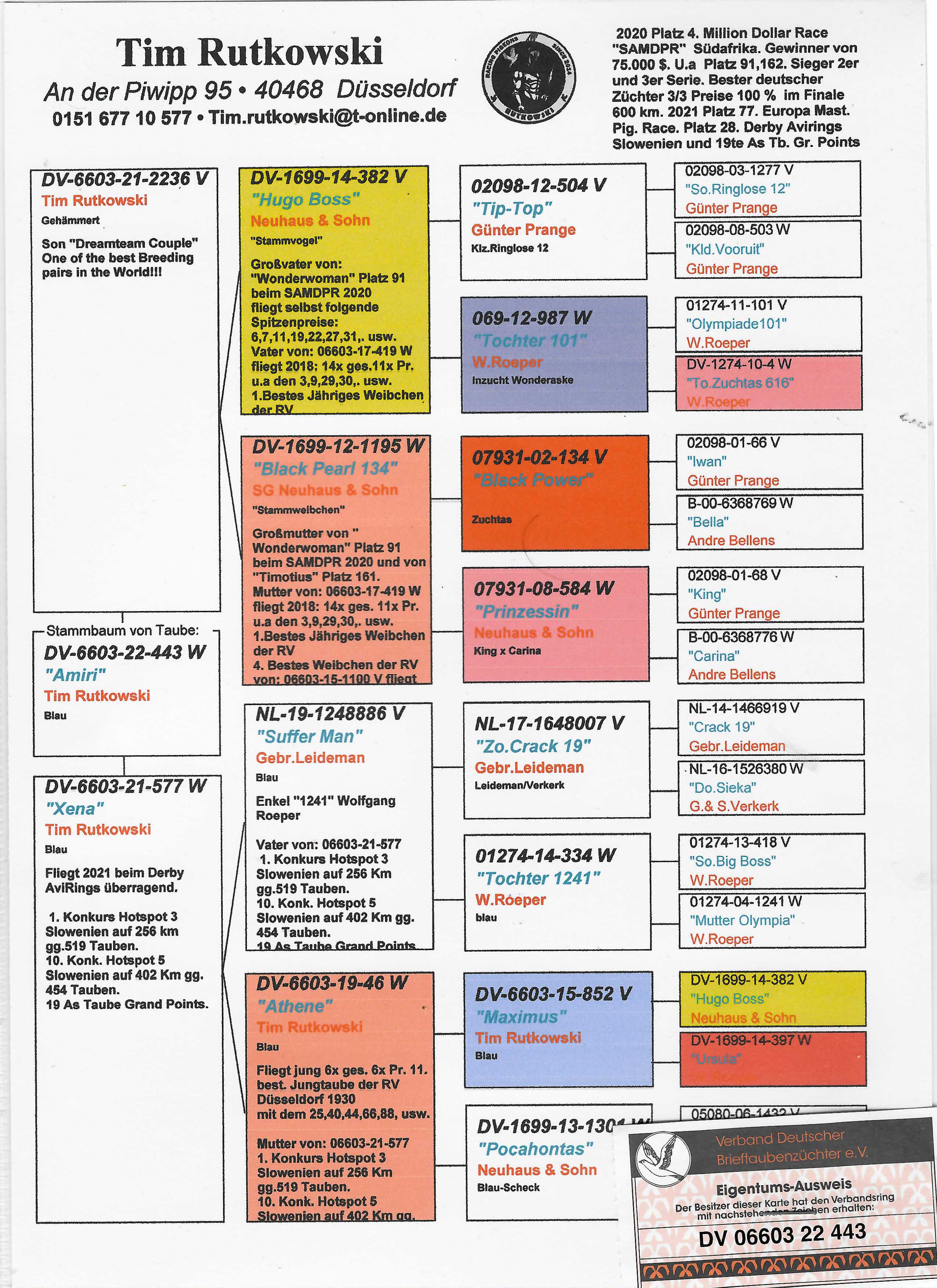 Pigeon pedigree image