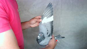 Pigeon image