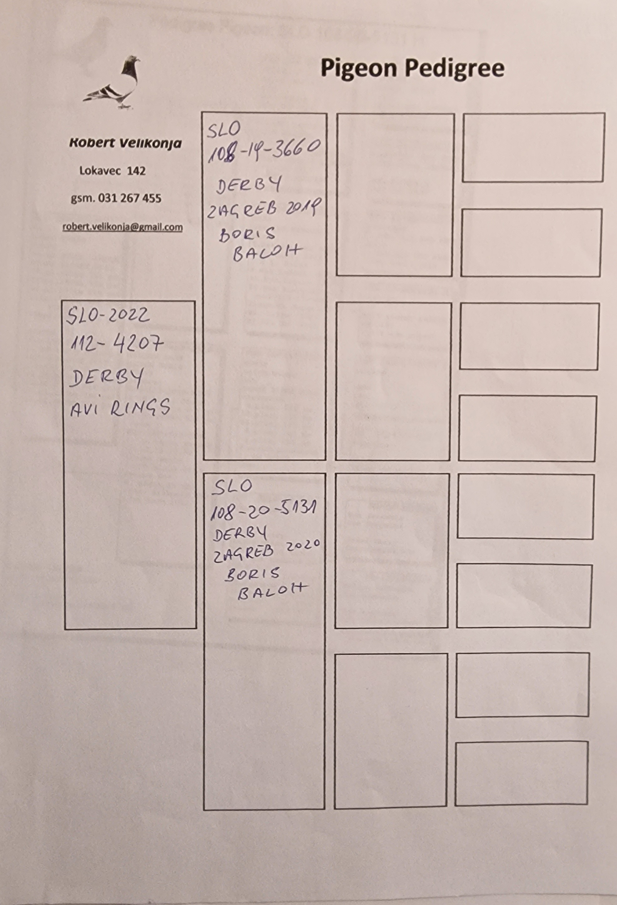 Pigeon pedigree image