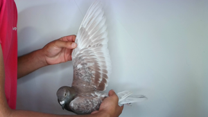 Pigeon image