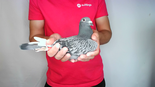 Pigeon image