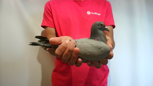 Pigeon image