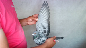 Pigeon image