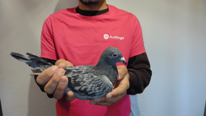 Pigeon image