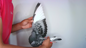 Pigeon image