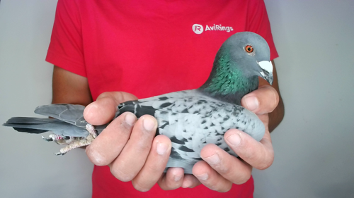 Pigeon image