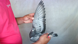 Pigeon image