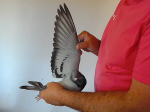 Pigeon image