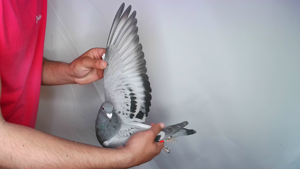 Pigeon image
