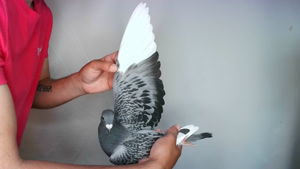 Pigeon image