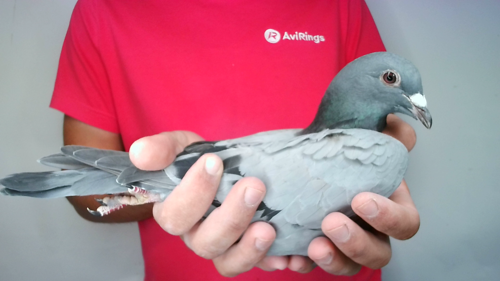 Pigeon image