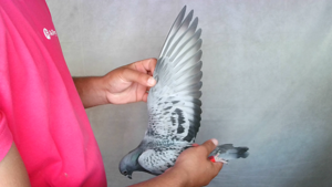 Pigeon image