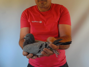 Pigeon image